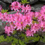  Azalea 'Marie Hoffman'