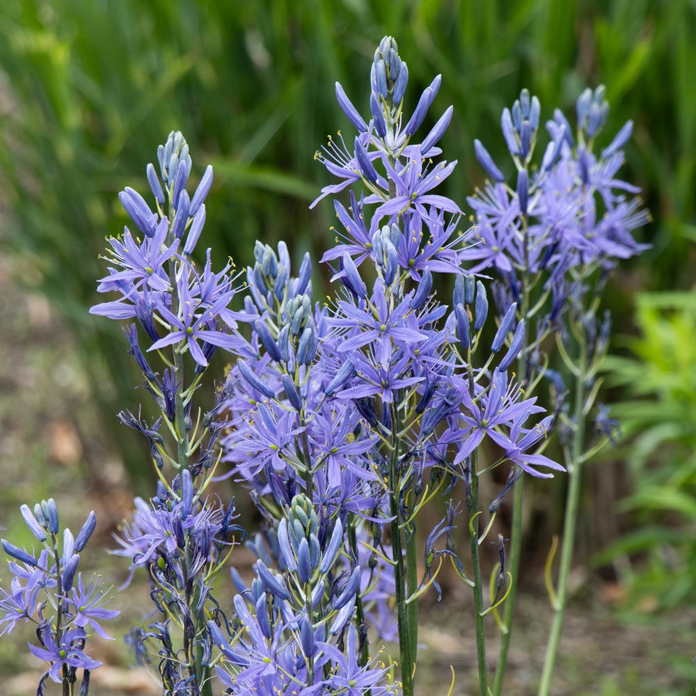 Camassia leichtlinii 'Blue Danube'