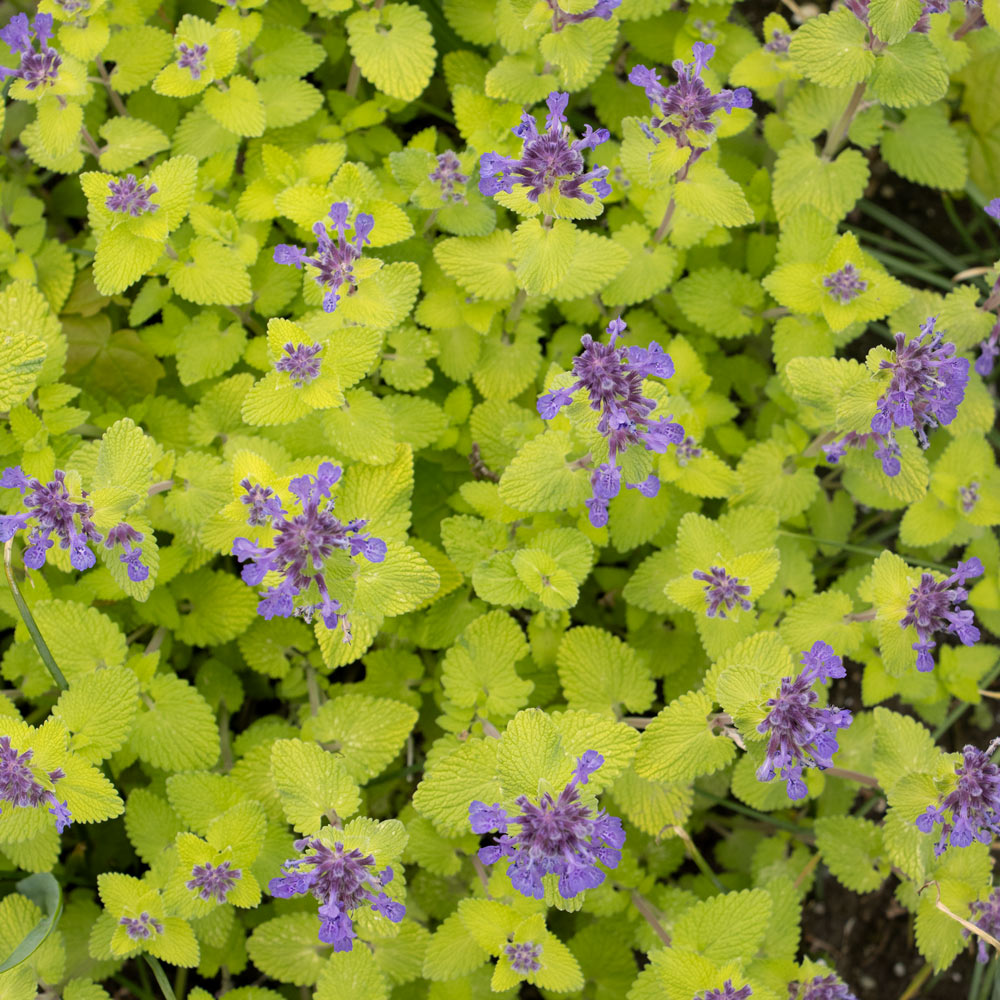 Nepeta Chartreuse On The Loose