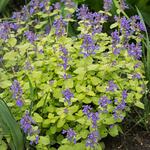  Nepeta 'Chartreuse on the Loose'