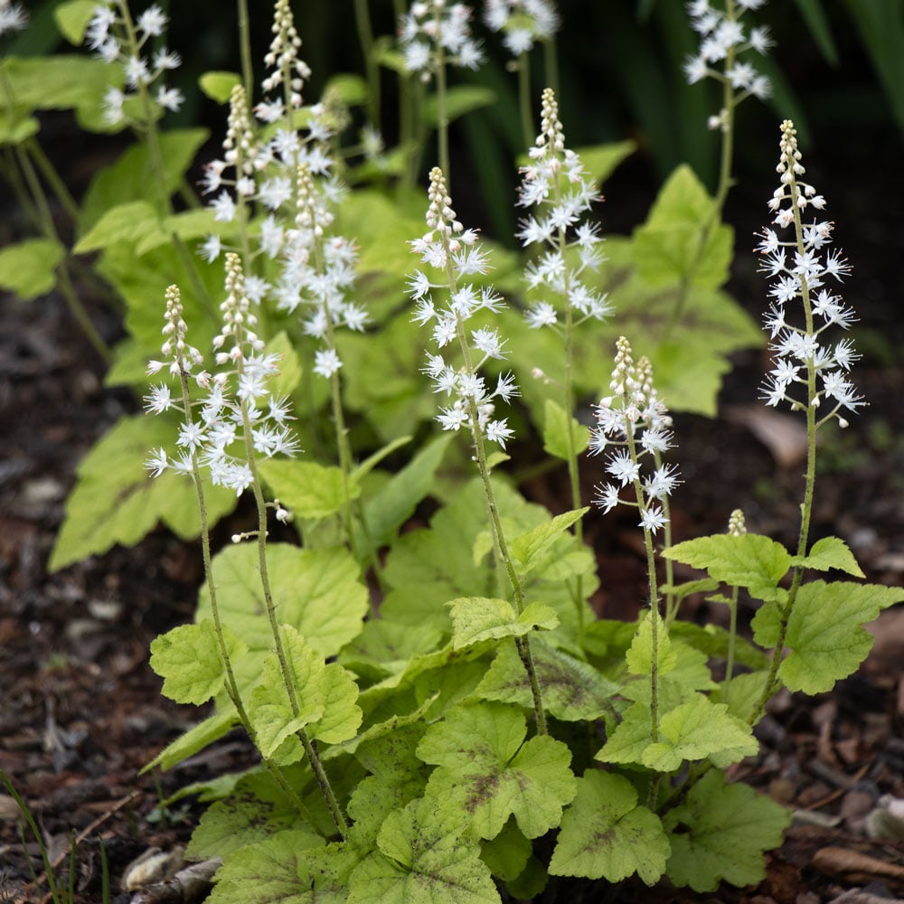 Tiarella cordifolia 'Running Tapestry'