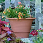 Orange Pot Medium