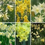  Award-Winning Miniature Daffodils
