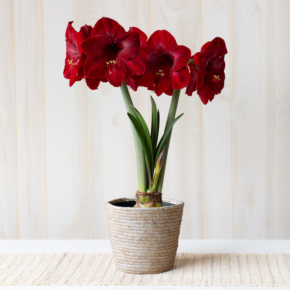 Amaryllis 'Red Reality'