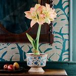  Amaryllis 'Aphrodite'