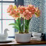 Amaryllis 'Beautiful Emotion'  Amaryllis 'Beautiful Emotion'