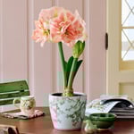 Amaryllis 'Blossom Nymph'  Amaryllis 'Blossom Nymph'