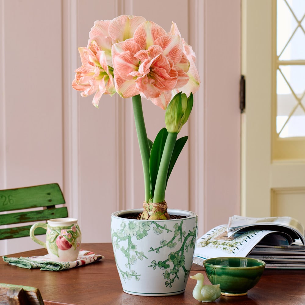 Amaryllis 'Blossom Nymph'
