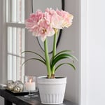 Amaryllis 'Candy Belle'  Amaryllis 'Candy Belle'