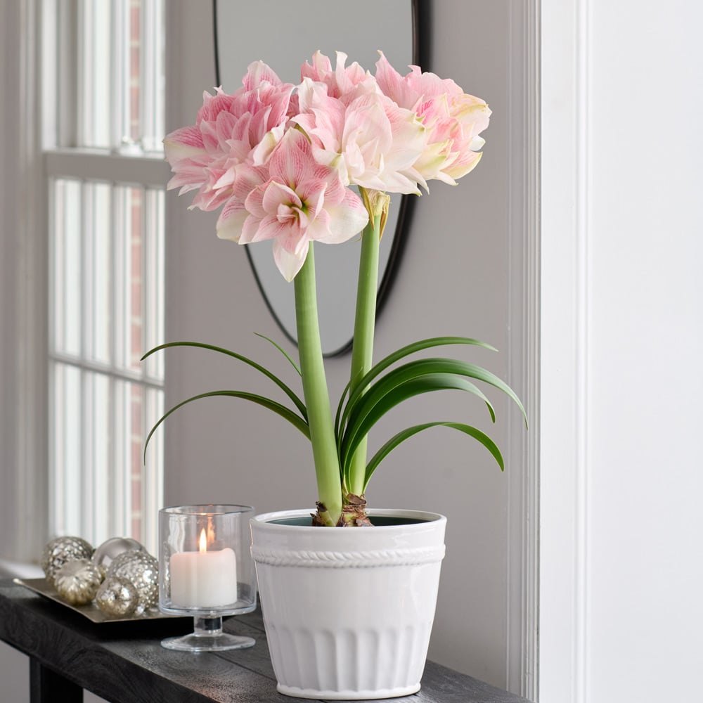 Amaryllis 'Candy Belle'