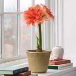 Amaryllis 'Coral Belle'  Amaryllis 'Coral Belle'