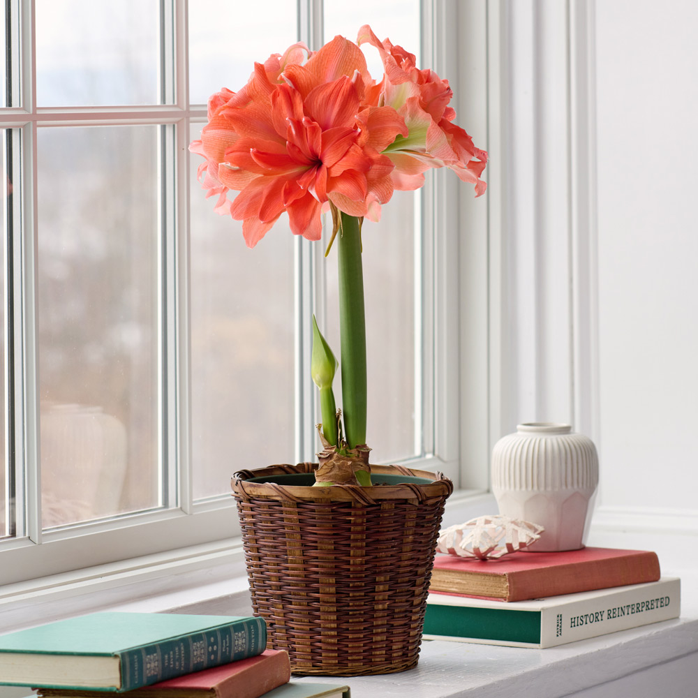 Amaryllis 'Coral Belle'