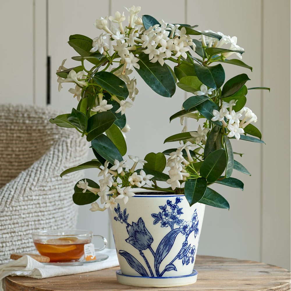 Stephanotis in Blue Floral Cachepot