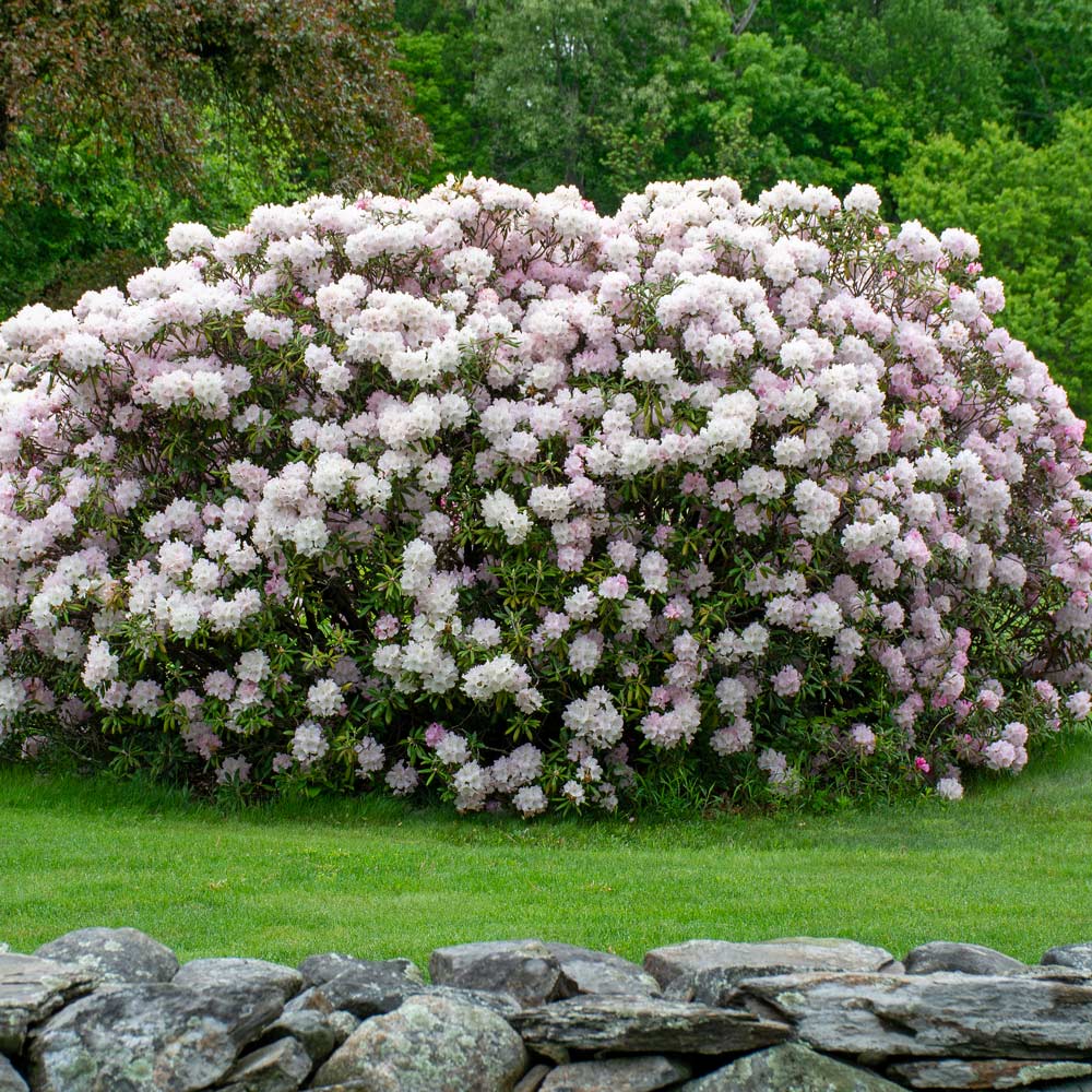 Rhododendron 'Jane Grant' | White Flower Farm
