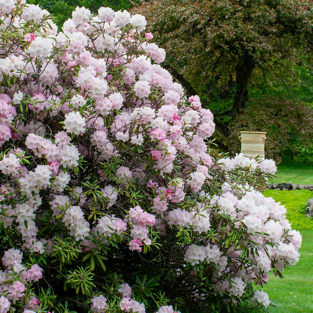 Rhododendron 'Jane Grant'