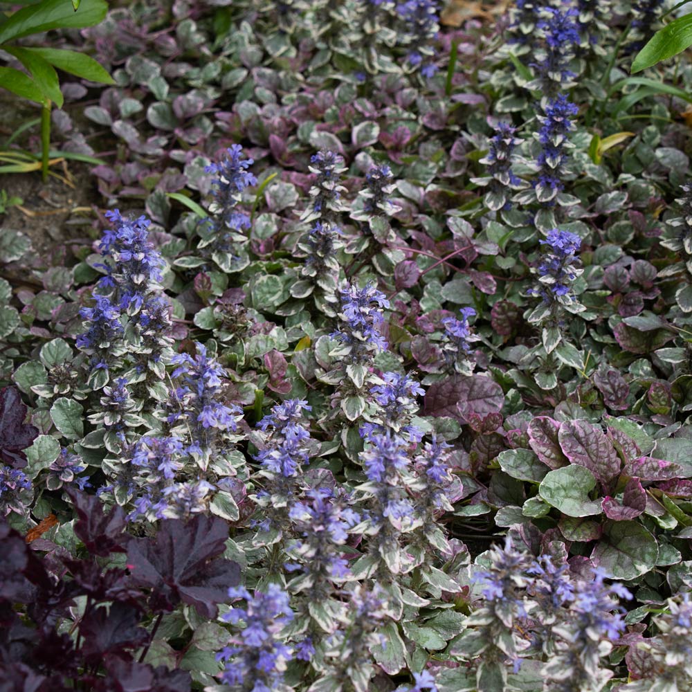 Ajuga reptans 'Burgundy Glow'