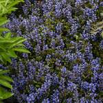  Ajuga reptans Chocolate Chip