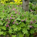  Geranium macrorrhizum 'Bevan's Variety'
