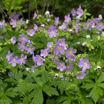  Geranium maculatum, tray of 32 plugs