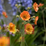  Geum 'Totally Tangerine'