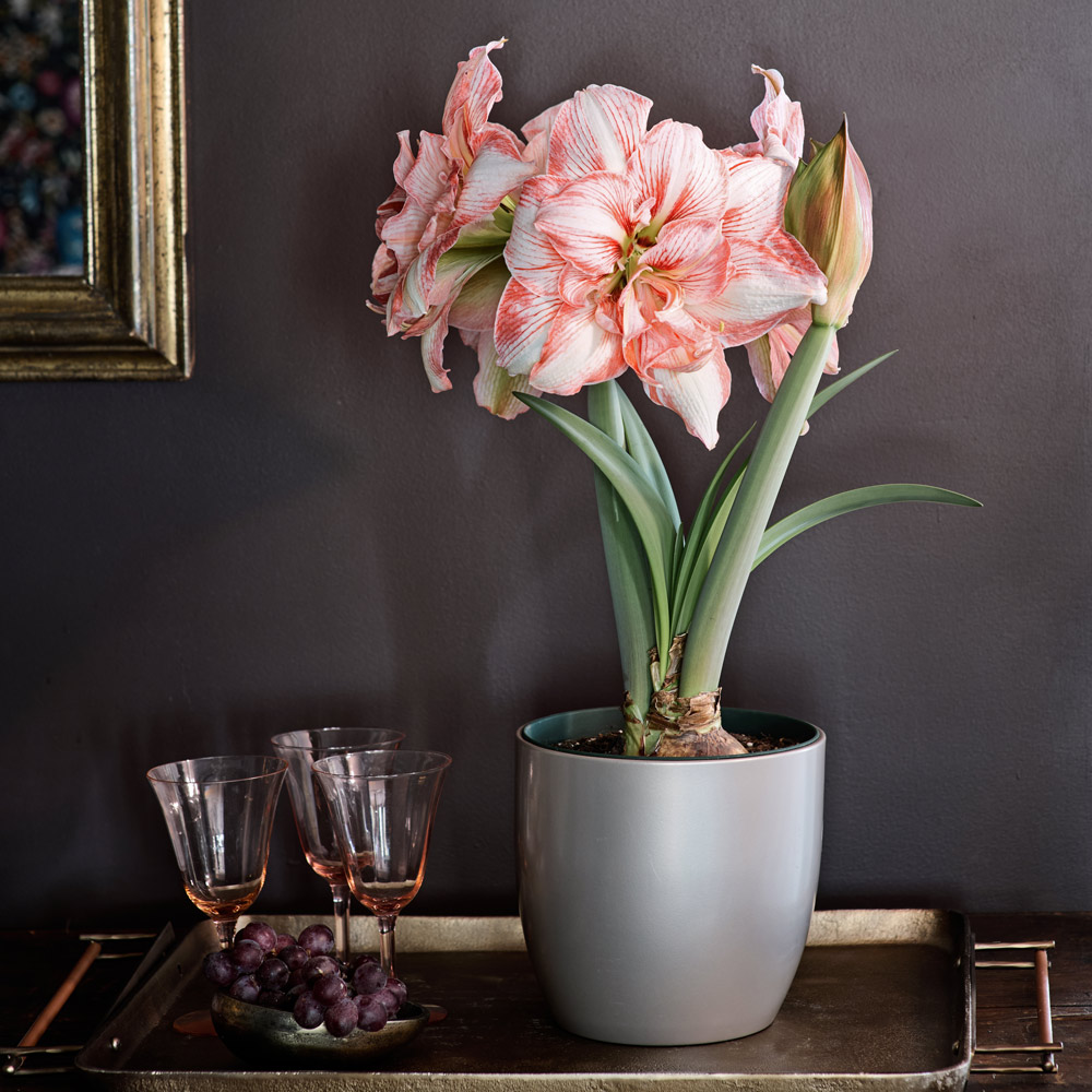 Amaryllis 'Lucky Nymph'
