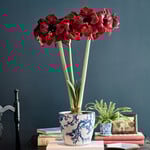 Red Amaryllis