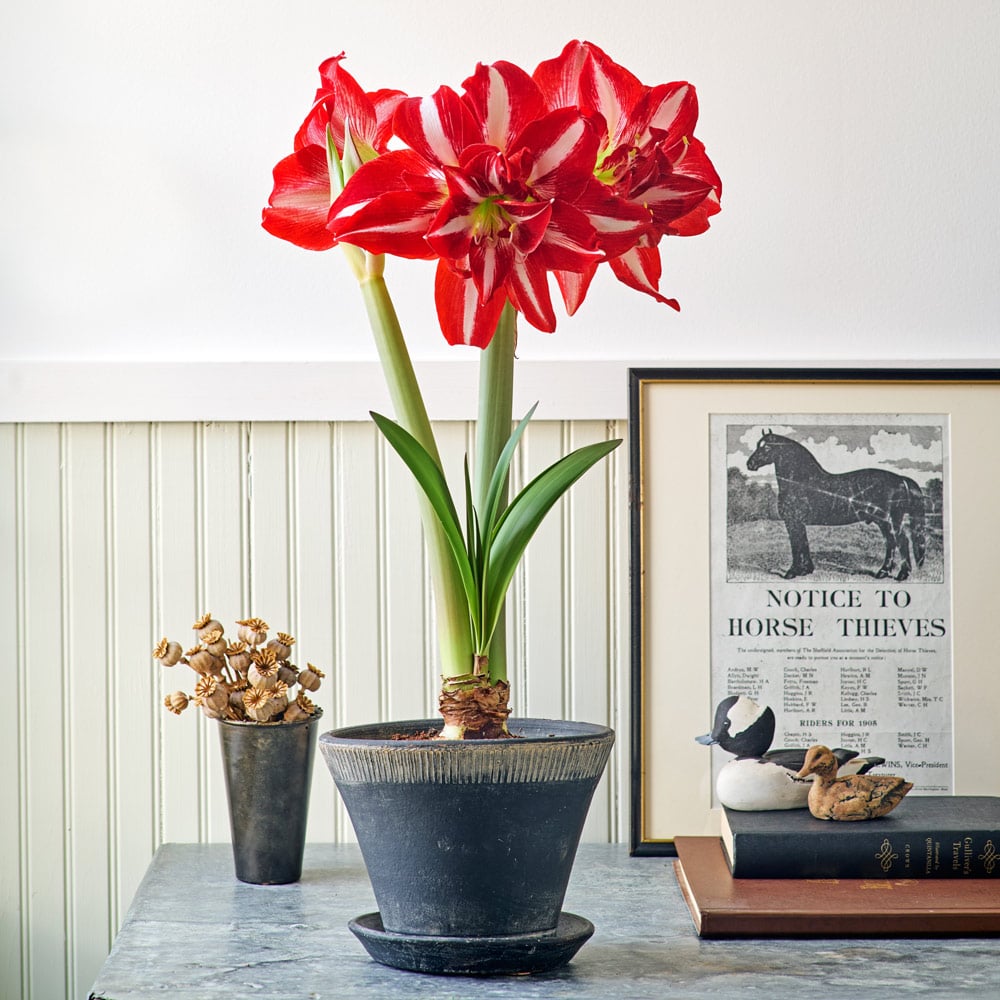 Amaryllis 'Party Nymph'