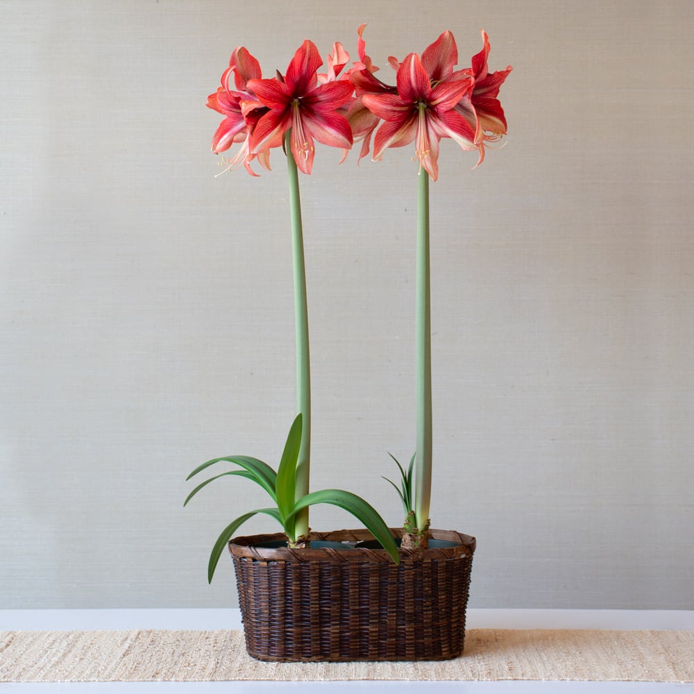 Amaryllis 'Pink Amazone'