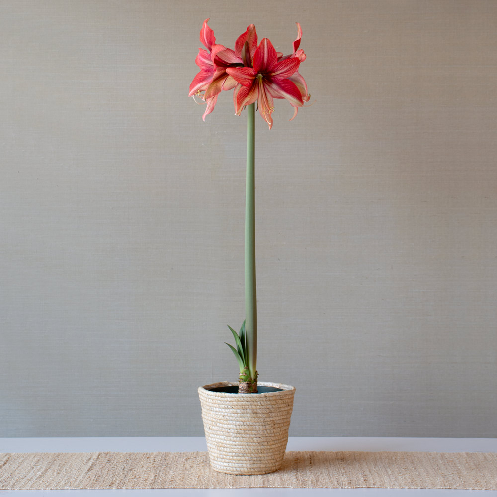Amaryllis 'Pink Amazone'