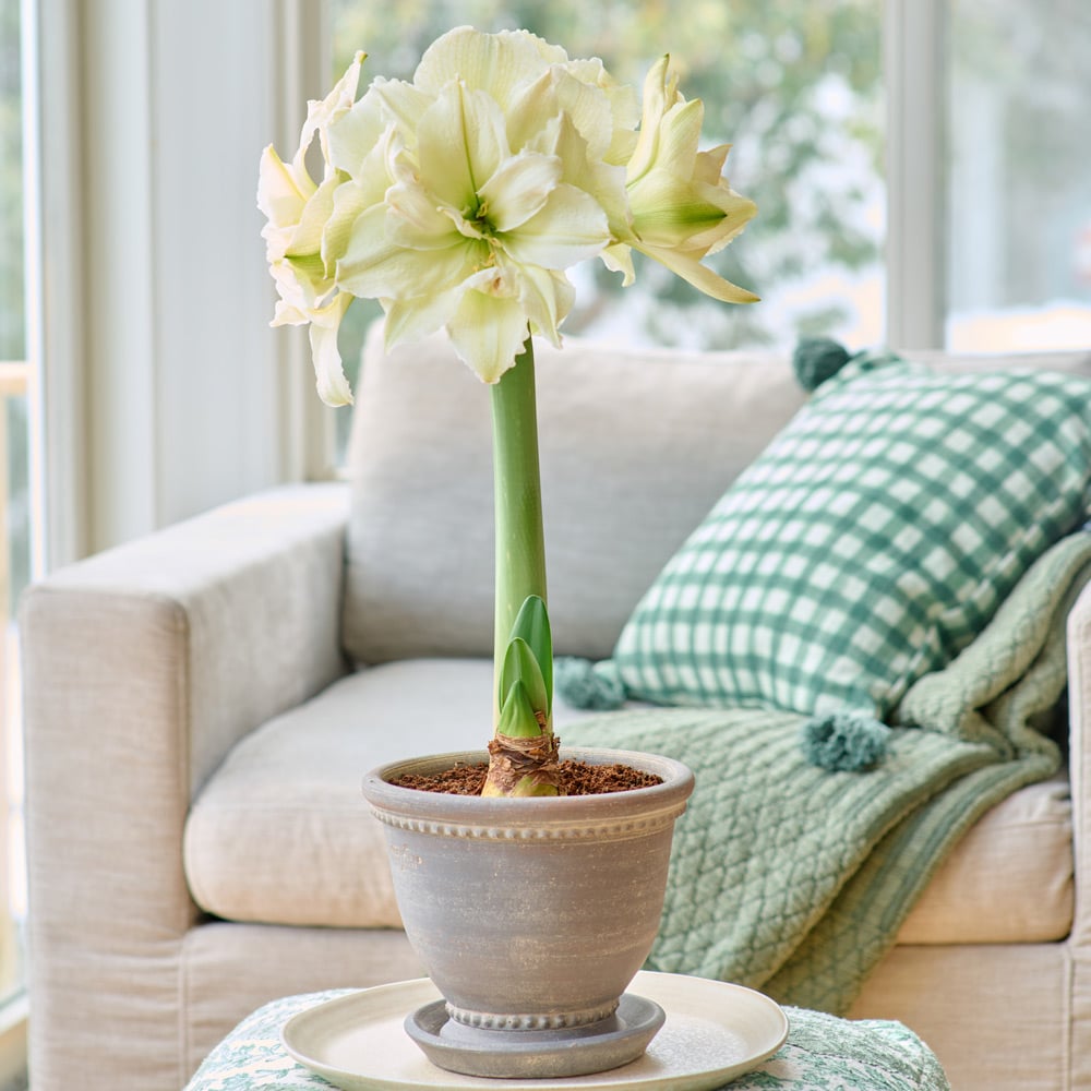Amaryllis 'Polar Belle'