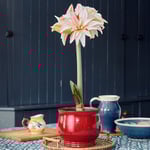  Amaryllis 'Pretty Amadeus'
