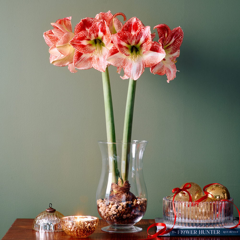 Amaryllis 'Spotted Cream'