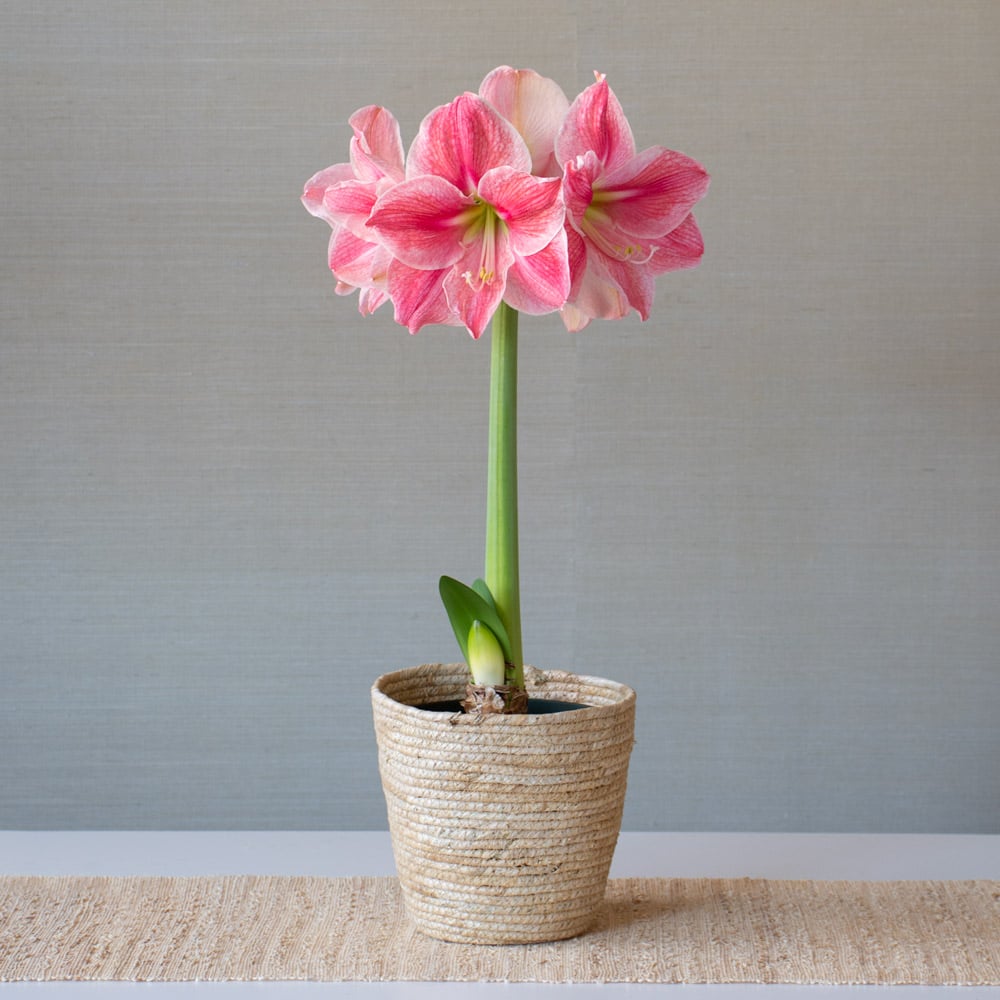 Amaryllis 'Sweet Cream'