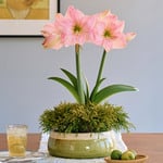  Amaryllis 'Sweet Star'