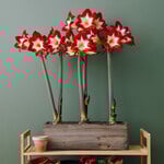  Amaryllis 'Très Chic'