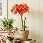  Amaryllis 'Tropical Nymph'