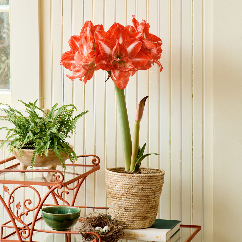 Amaryllis 'Tropical Nymph' | White Flower Farm