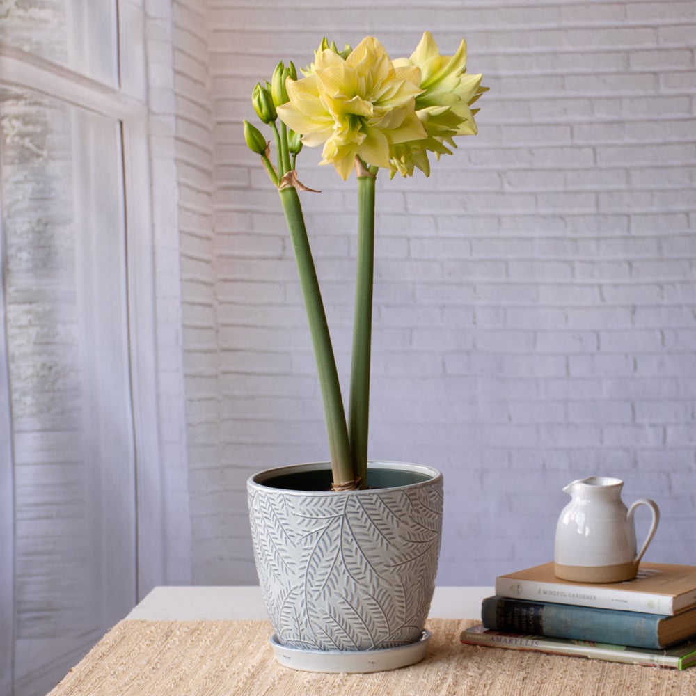 Amaryllis 'Yellow Crown'