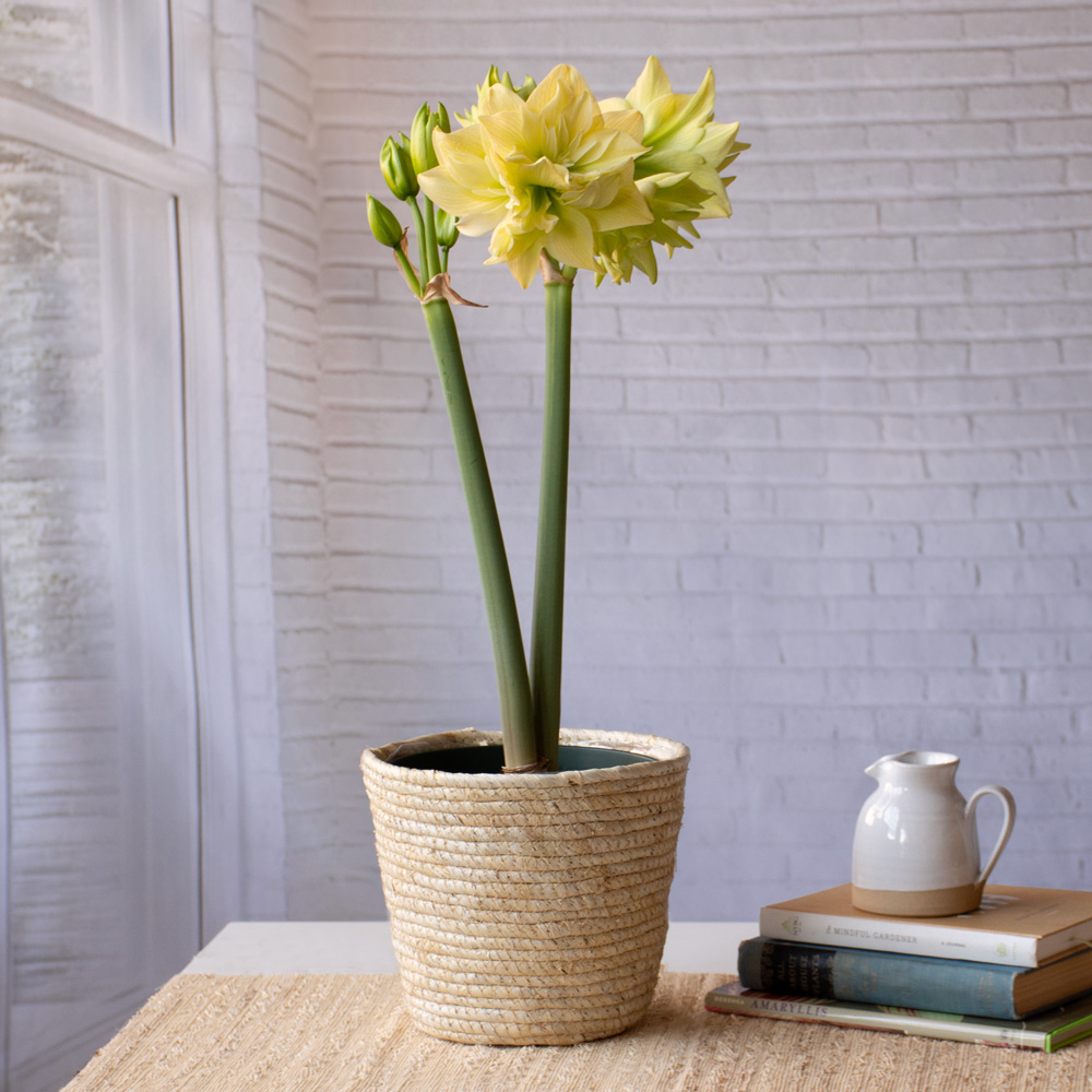 Amaryllis 'Yellow Crown'