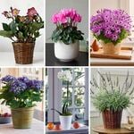  Months of Flowering Houseplants
