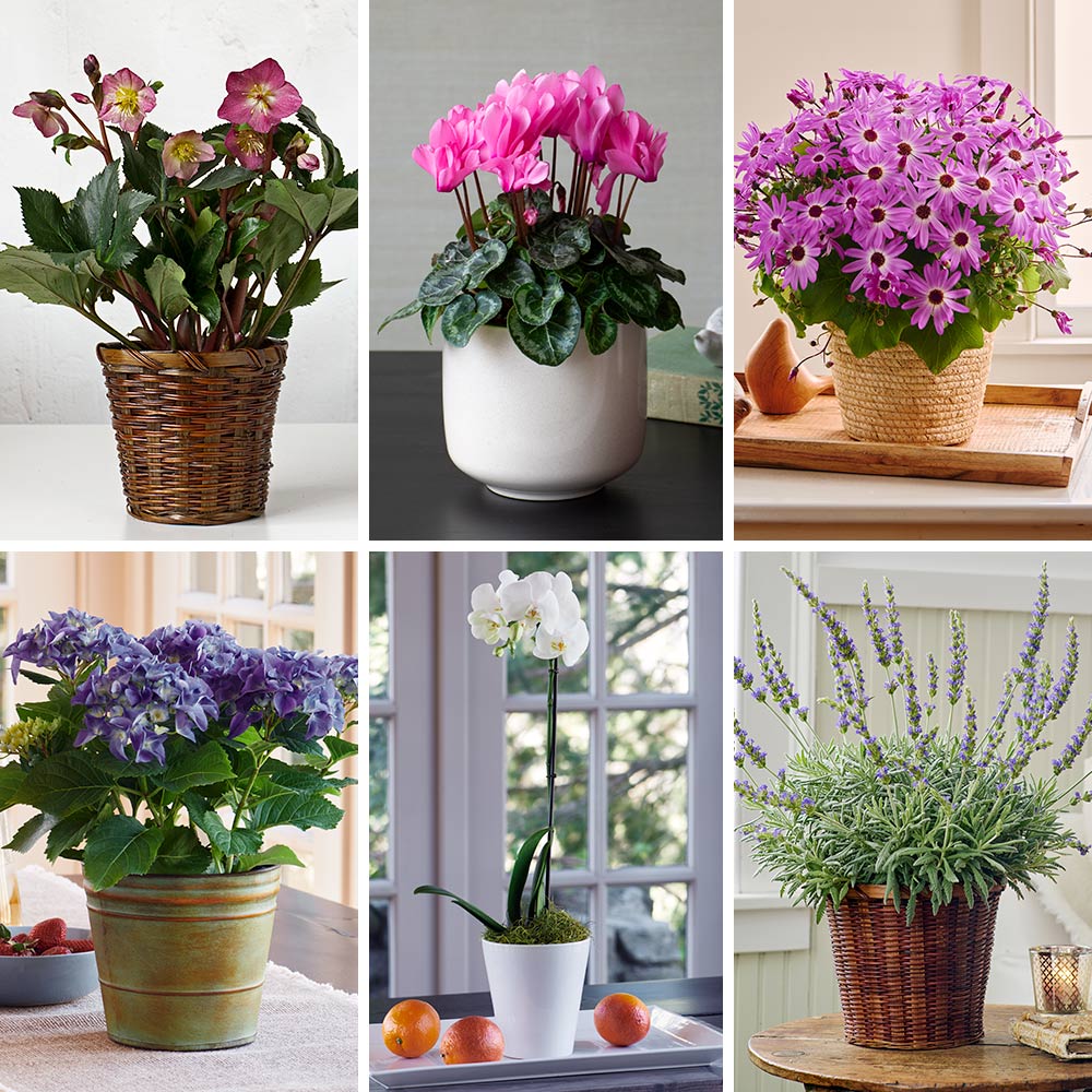 Purple Flowering Houseplants