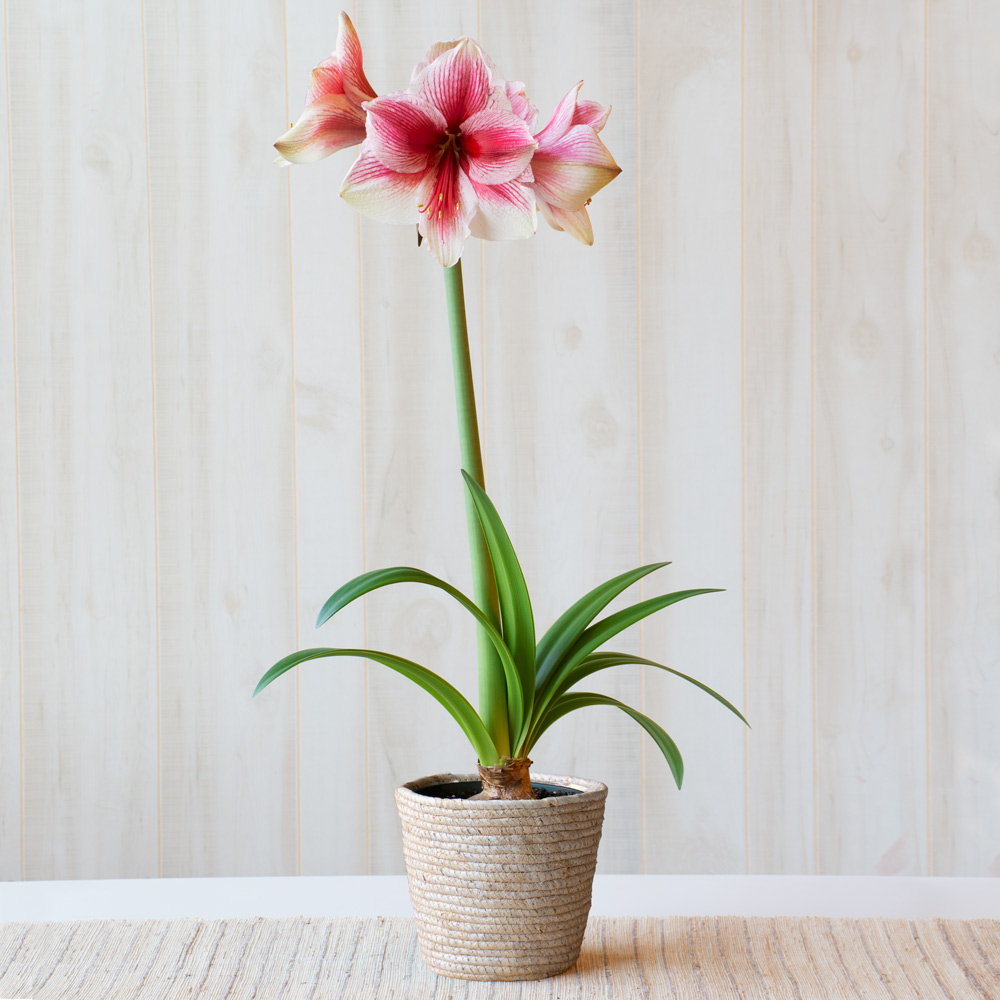 Amaryllis 'Pink Beauty'