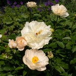 Award-Winning Peonies