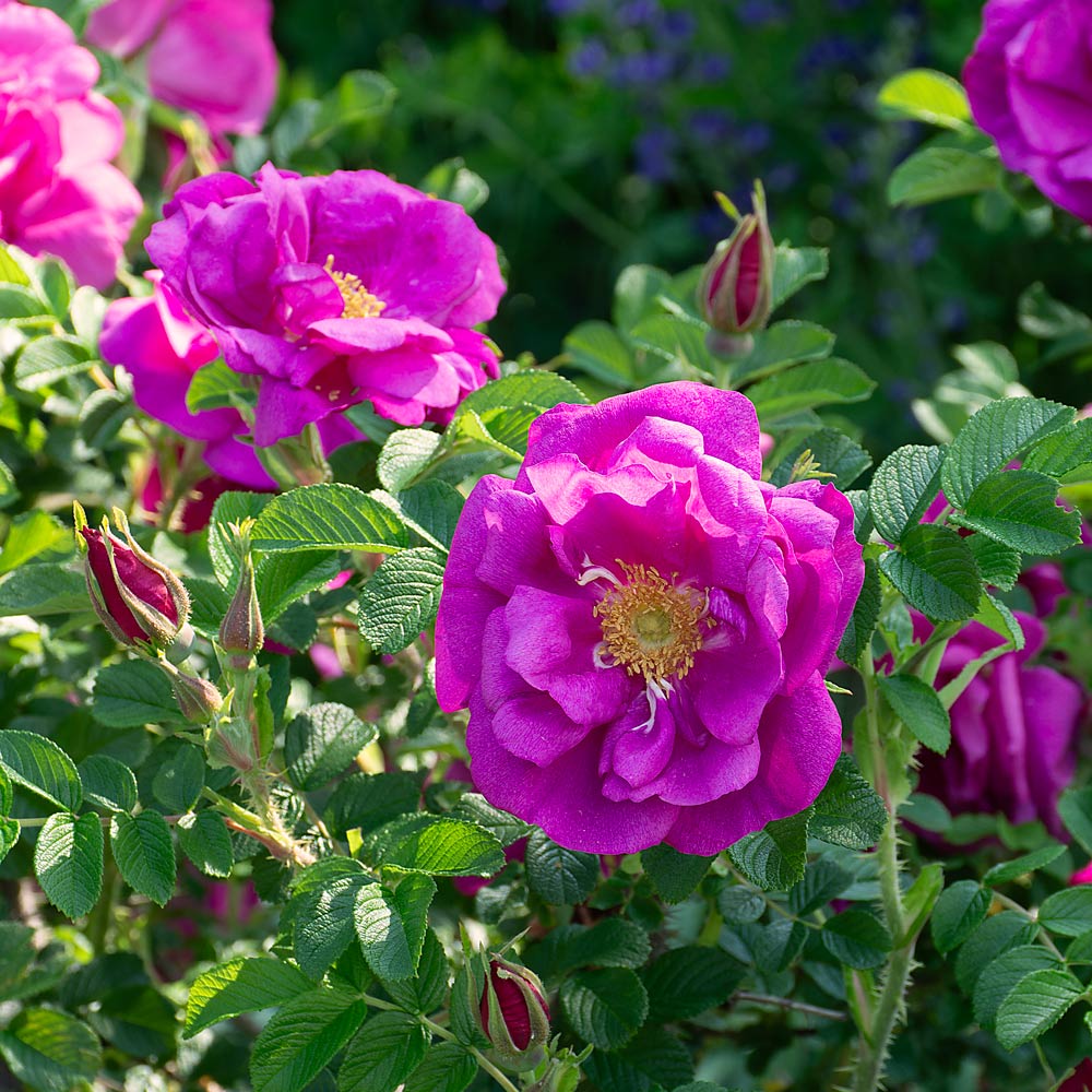 Rose rugosa Lotty’s Love®