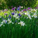  Wings Over Water Siberian Iris Collection