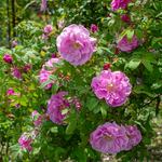  Rose rugosa 'Thérèse Bugnet'
