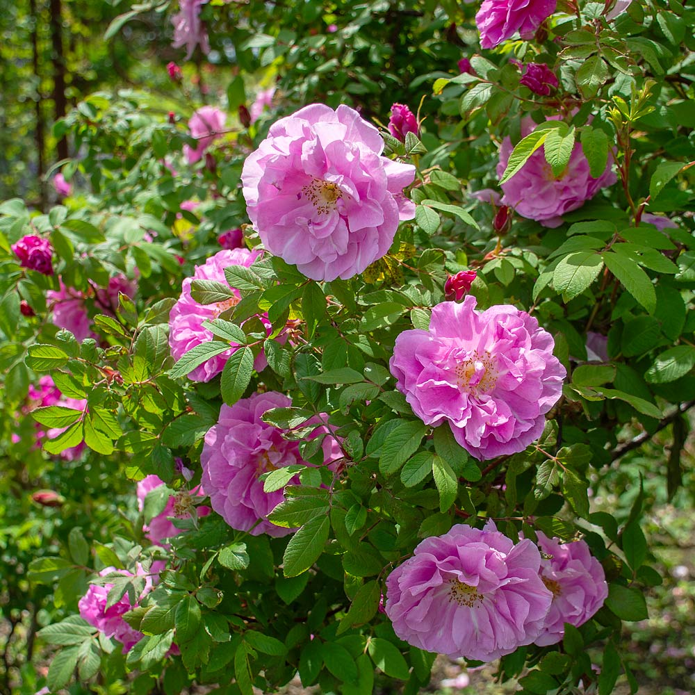 Rose rugosa 'Thérèse Bugnet'