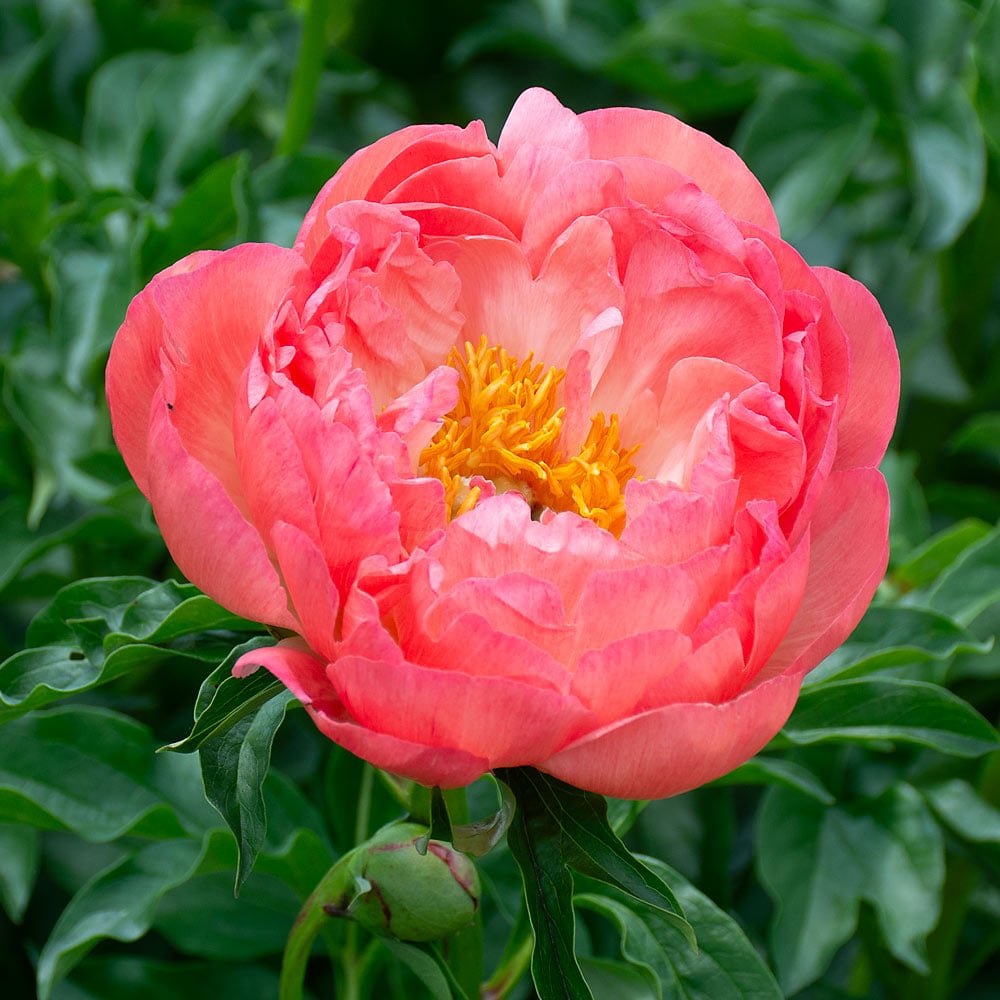 Peony 'Coral Charm'