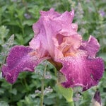  Iris germanica 'Autumn Rose' - Reblooming