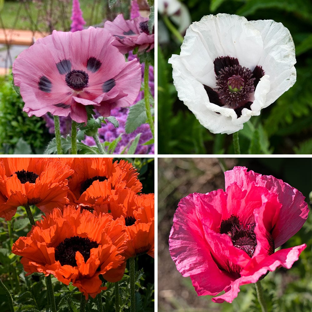 Rainbow Sampler of Oriental Poppies